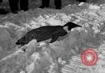 Image le personnel de la marine des États-Unis l'Antarctique, 1947, de la seconde 27 séquences d'archives historiques vidéo 65675062648
