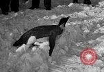 Image le personnel de la marine des États-Unis l'Antarctique, 1947, de la seconde 28 séquences d'archives historiques vidéo 65675062648