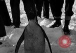 Image le personnel de la marine des États-Unis l'Antarctique, 1947, de la seconde 37 séquences d'archives historiques vidéo 65675062648