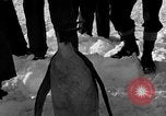 Image le personnel de la marine des États-Unis l'Antarctique, 1947, de la seconde 41 séquences d'archives historiques vidéo 65675062648