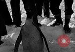 Image le personnel de la marine des États-Unis l'Antarctique, 1947, de la seconde 43 séquences d'archives historiques vidéo 65675062648