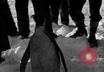Image le personnel de la marine des États-Unis l'Antarctique, 1947, de la seconde 44 séquences d'archives historiques vidéo 65675062648