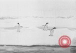 Image le personnel de la marine des États-Unis l'Antarctique, 1947, de la seconde 3 séquences d'archives historiques vidéo 65675062654