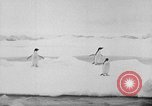 Image le personnel de la marine des États-Unis l'Antarctique, 1947, de la seconde 5 séquences d'archives historiques vidéo 65675062654