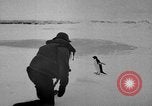 Image le personnel de la marine des États-Unis l'Antarctique, 1947, de la seconde 19 séquences d'archives historiques vidéo 65675062654