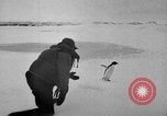 Image le personnel de la marine des États-Unis l'Antarctique, 1947, de la seconde 21 séquences d'archives historiques vidéo 65675062654