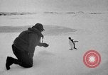 Image le personnel de la marine des États-Unis l'Antarctique, 1947, de la seconde 31 séquences d'archives historiques vidéo 65675062654