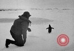 Image le personnel de la marine des États-Unis l'Antarctique, 1947, de la seconde 33 séquences d'archives historiques vidéo 65675062654