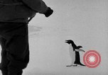 Image le personnel de la marine des États-Unis l'Antarctique, 1947, de la seconde 36 séquences d'archives historiques vidéo 65675062654