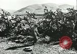 Standbild Deutsche Truppen in den Gräben und foxholes Tunesien Nordafrika, 1942, aus Sekunde 56 historischem Filmmaterial Videoclip 65675062709