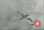 Image of German U-boats returning home Saint Nazaire France, 1942, second 22 stock footage video 65675062713
