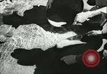 Image of Merchant Marine tall sailing clipper ships United States USA, 1942, second 4 stock footage video 65675062734