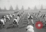 Image of Pittsburgh Pirates Spring training San Bernardino California USA, 1950, second 4 stock footage video 65675062750