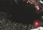 Image of Tet Offensive Saigon Vietnam, 1968, second 27 stock footage video 65675062782