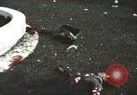 Image of Tet Offensive Saigon Vietnam, 1968, second 36 stock footage video 65675062782