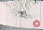 Image of Tet Offensive Saigon Vietnam, 1968, second 49 stock footage video 65675062785