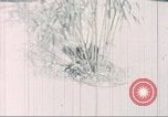 Image of Tet Offensive Saigon Vietnam, 1968, second 50 stock footage video 65675062785