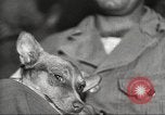 Image le personnel de service américaine regarder des films pendant Seconde Guerre Mondiale théâtre du Pacifique, 1943, de la seconde 23 séquences d'archives historiques vidéo 65675062810