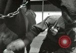 Standbild 287 Military Police Company Berlin Deutschland, 1957, aus Sekunde 20 historischem Filmmaterial Videoclip 65675062914