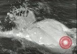 Image championnat de natation junior Holland Hollande, 1955, de la seconde 24 séquences d'archives historiques vidéo 65675062936