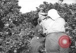 Image civils palestiniens Rehovot Palestine, 1938, de la seconde 3 séquences d'archives historiques vidéo 65675062960