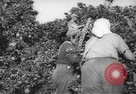 Image civils palestiniens Rehovot Palestine, 1938, de la seconde 6 séquences d'archives historiques vidéo 65675062960
