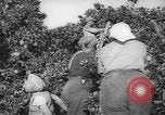 Image civils palestiniens Rehovot Palestine, 1938, de la seconde 7 séquences d'archives historiques vidéo 65675062960