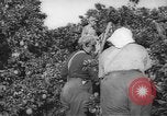 Image civils palestiniens Rehovot Palestine, 1938, de la seconde 9 séquences d'archives historiques vidéo 65675062960