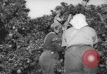 Image civils palestiniens Rehovot Palestine, 1938, de la seconde 10 séquences d'archives historiques vidéo 65675062960