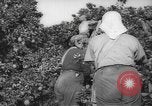 Image civils palestiniens Rehovot Palestine, 1938, de la seconde 11 séquences d'archives historiques vidéo 65675062960