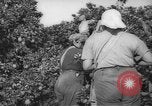 Image civils palestiniens Rehovot Palestine, 1938, de la seconde 12 séquences d'archives historiques vidéo 65675062960