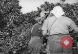 Image civils palestiniens Rehovot Palestine, 1938, de la seconde 13 séquences d'archives historiques vidéo 65675062960