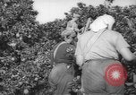 Image civils palestiniens Rehovot Palestine, 1938, de la seconde 15 séquences d'archives historiques vidéo 65675062960