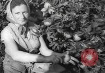 Image civils palestiniens Rehovot Palestine, 1938, de la seconde 16 séquences d'archives historiques vidéo 65675062960