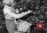 Image civils palestiniens Rehovot Palestine, 1938, de la seconde 21 séquences d'archives historiques vidéo 65675062960