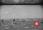 Image civils palestiniens Ramat Rahel Palestine, 1938, de la seconde 21 séquences d'archives historiques vidéo 65675062961