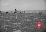 Image civils palestiniens Ramat Rahel Palestine, 1938, de la seconde 27 séquences d'archives historiques vidéo 65675062961