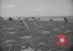 Image civils palestiniens Ramat Rahel Palestine, 1938, de la seconde 28 séquences d'archives historiques vidéo 65675062961