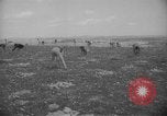Image civils palestiniens Ramat Rahel Palestine, 1938, de la seconde 33 séquences d'archives historiques vidéo 65675062961