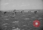 Image civils palestiniens Ramat Rahel Palestine, 1938, de la seconde 34 séquences d'archives historiques vidéo 65675062961