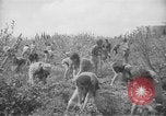 Image civils palestiniens Ramat Rahel Palestine, 1938, de la seconde 55 séquences d'archives historiques vidéo 65675062961