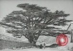 Standbild Zedern Libanon, 1945, aus Sekunde 43 historischem Filmmaterial Videoclip 65675062967
