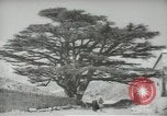 Standbild Zedern Libanon, 1945, aus Sekunde 45 historischem Filmmaterial Videoclip 65675062967