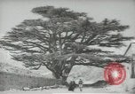 Standbild Zedern Libanon, 1945, aus Sekunde 49 historischem Filmmaterial Videoclip 65675062967