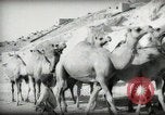 Standbild kleiner Junge zu Fuß und mit Kamelen Amman Transjordan, 1945, aus Sekunde 18 historischem Filmmaterial Videoclip 65675062976