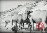 Standbild kleiner Junge zu Fuß und mit Kamelen Amman Transjordan, 1945, aus Sekunde 19 historischem Filmmaterial Videoclip 65675062976