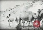 Standbild kleiner Junge zu Fuß und mit Kamelen Amman Transjordan, 1945, aus Sekunde 20 historischem Filmmaterial Videoclip 65675062976