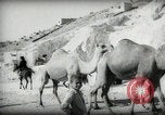Standbild kleiner Junge zu Fuß und mit Kamelen Amman Transjordan, 1945, aus Sekunde 21 historischem Filmmaterial Videoclip 65675062976