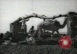 Immagine di Ruota ad acqua Egitto, 1938, secondo 5 filmato di repertorio 65675062979