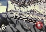 Image of Names on various P-47 aircraft World War 2 United States USA, 1942, second 60 stock footage video 65675063029